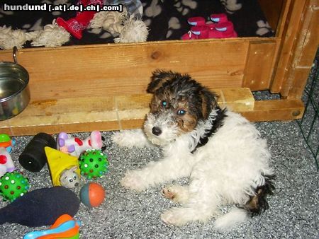 Foxterrier Drahthaar es ist schon um zu spielen in mein junges leben