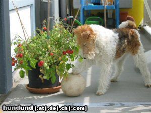 Foxterrier Drahthaar schone blumen im garten !