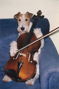 Foxterrier Drahthaar ich liebe die musik