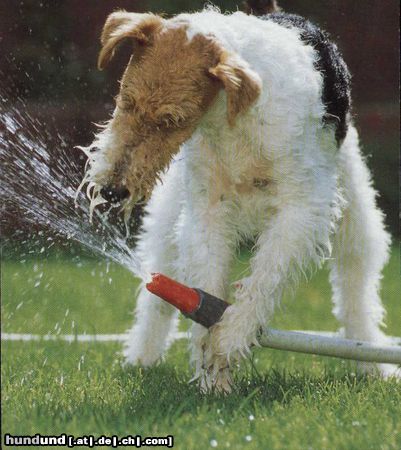 Foxterrier Drahthaar Ich spiele gerne mit wasser im garten.