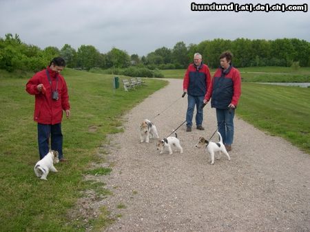 Foxterrier Drahthaar eine schone spazierzang zusammen !