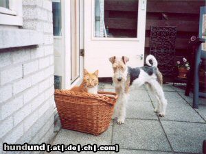 Foxterrier Drahthaar eine katze und eine foxterrier wurde das gut gehen !