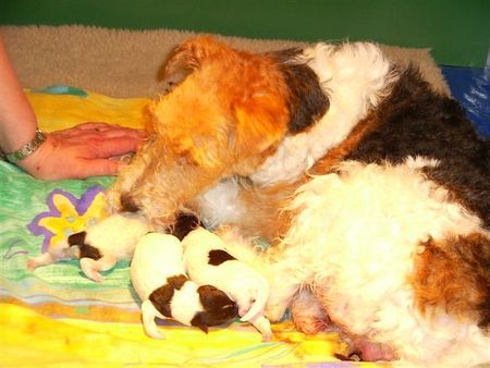 Foxterrier Drahthaar ich sehr froh mit meine kleine kinder