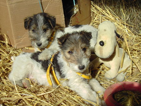 Foxterrier Drahthaar Fix & Foxi mit Hund