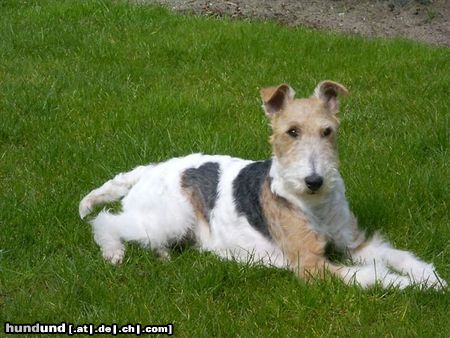 Foxterrier Drahthaar ich fuhle mich sehr wol in diese schonen garte