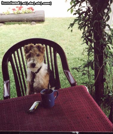 Foxterrier Drahthaar Eine tasse kaffee smekt mir auch sehr gut !