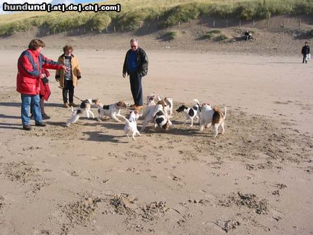 Foxterrier Drahthaar wir allen z usammen lieben es auf dem strand zu sein.