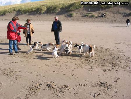 Foxterrier Drahthaar Drahthaar- Foxterriers auf dem strand am grobe see !