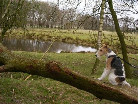 Foxterrier Drahthaar Ich geniebe von der sehr schone umgebung .