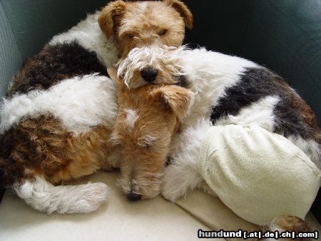 Foxterrier Drahthaar ...einfach nur faul