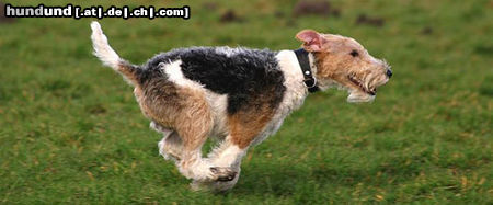 Foxterrier Drahthaar ich laufe snel dafon und hole mir was ich wunsche !