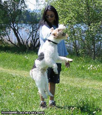 Foxterrier Drahthaar Wer springt höher als ich?