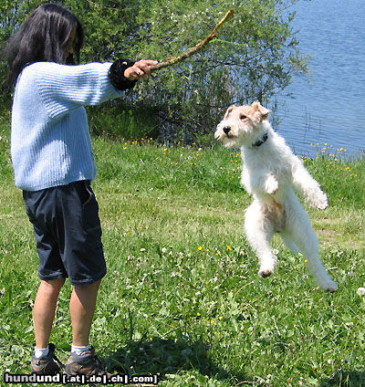 Foxterrier Drahthaar Mein Stock.