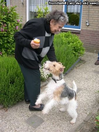 Foxterrier Drahthaar eine junge foxterrier und eine alte frau zusammen