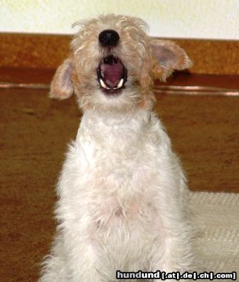 Foxterrier Drahthaar Halloooo