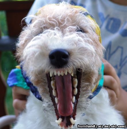 Foxterrier Drahthaar ......wenn ich gross bin werde ich Pirat