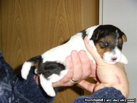 Foxterrier Drahthaar ich bin eine liebe kleine drahthaar foxterrier Tessa .