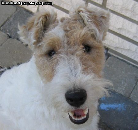 Foxterrier Drahthaar Ich bin 's MAX- stets gut gelaunt und rotzfrech! Passe gut zum Rest der Familie!