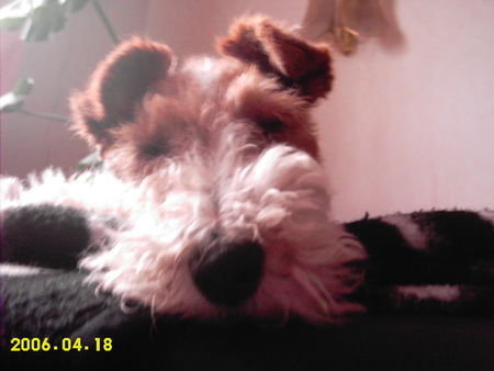 Foxterrier Drahthaar Netty