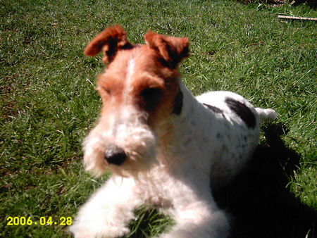 Foxterrier Drahthaar Netty