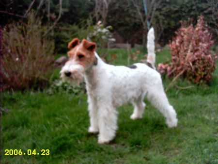 Foxterrier Drahthaar Netty