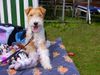 Foxterrier Drahthaar Hund