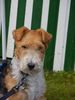 Foxterrier Drahthaar Hund