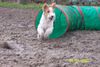 Foxterrier Drahthaar Hund