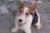 Foxterrier Drahthaar Hund