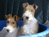 Foxterrier Drahthaar Hund