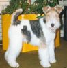 Foxterrier Drahthaar Hund