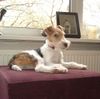 Foxterrier Drahthaar Hund