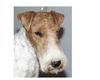 Foxterrier Drahthaar Hund