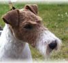 Foxterrier Drahthaar Hund