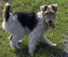 Foxterrier Drahthaar Hund