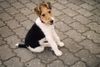 Foxterrier Drahthaar Hund