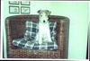 Foxterrier Drahthaar Hund