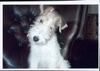 Foxterrier Drahthaar Hund