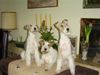 Foxterrier Drahthaar Hund