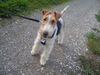 Foxterrier Drahthaar Hund