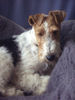 Foxterrier Drahthaar Hund