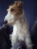 Foxterrier Drahthaar Hund