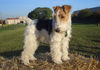 Foxterrier Drahthaar Hund