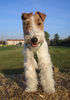 Foxterrier Drahthaar Hund