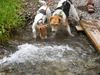 Foxterrier Drahthaar Hund