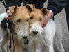 Foxterrier Drahthaar Hund