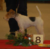 Foxterrier Drahthaar Hund