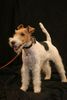 Foxterrier Drahthaar Hund