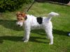 Foxterrier Drahthaar Hund