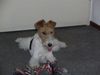 Foxterrier Drahthaar Hund